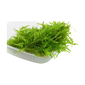 Vesicularia ferriei 'Weeping Moss' - portion från Tropica