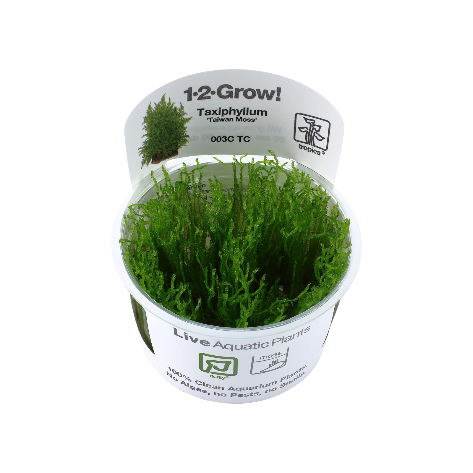 Taxiphyllum alternans 'Taiwan Moss' - 1-2-Grow!, 3-pack från Tropica