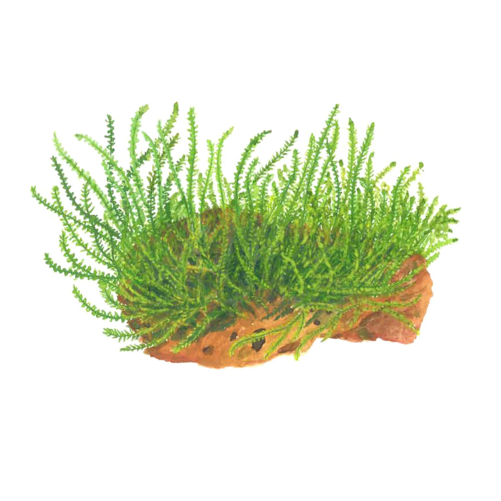 Leptodictyum riparium - 1-2-Grow!, 3-pack från Tropica