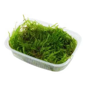 Taxiphyllum sp. 'Spiky Moss' - portion från Tropica
