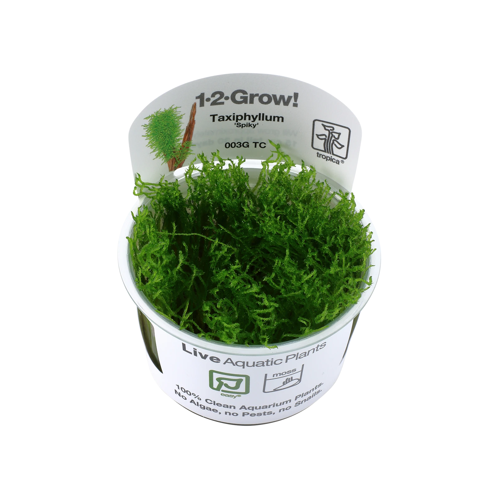 Taxiphyllum sp. 'Spiky Moss' - 1-2-Grow!, 3-pack från Tropica