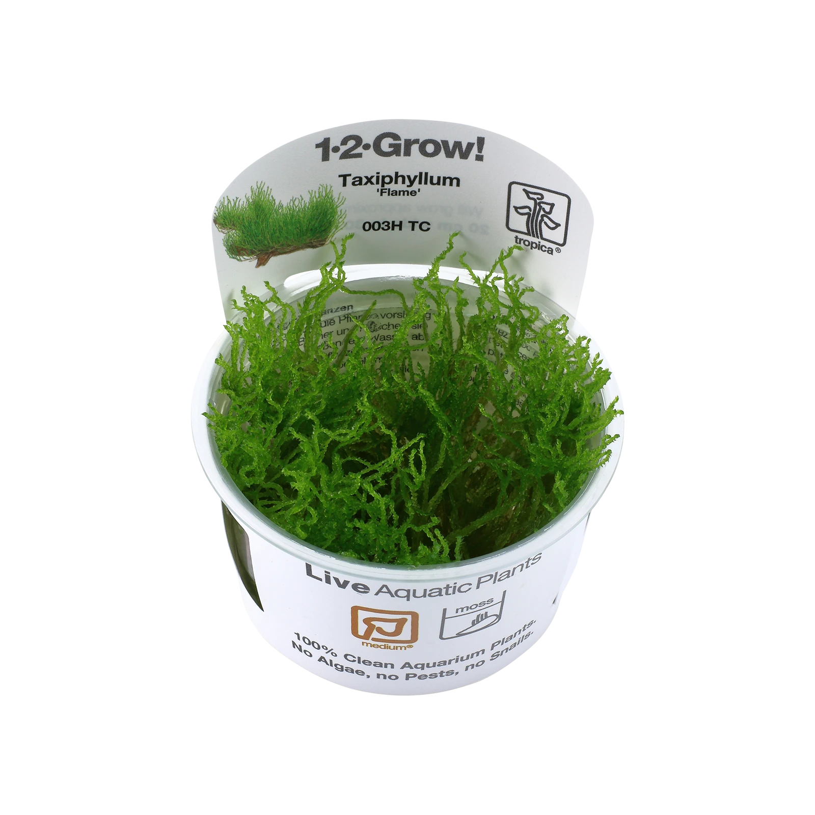 Taxiphyllum sp. ’Flame Moss’ - 1-2-Grow!, 3-pack från Tropica