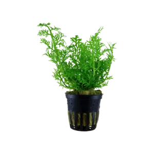 Ceratopteris thalictroides - kruka, 5-pack från Tropica