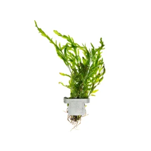 Bolbitis heudelotii - clip, 5-pack från Tropica
