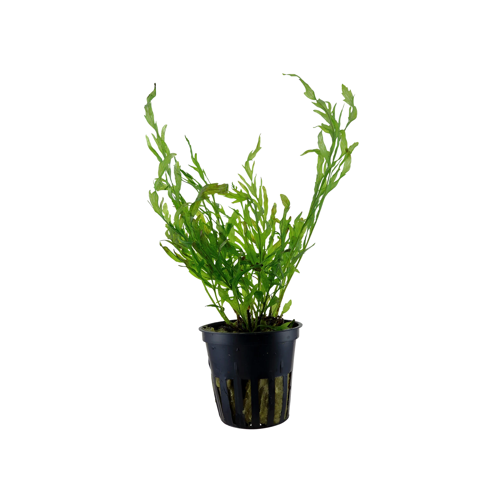 Bolbitis heudelotii - kruka, 5-pack från Tropica