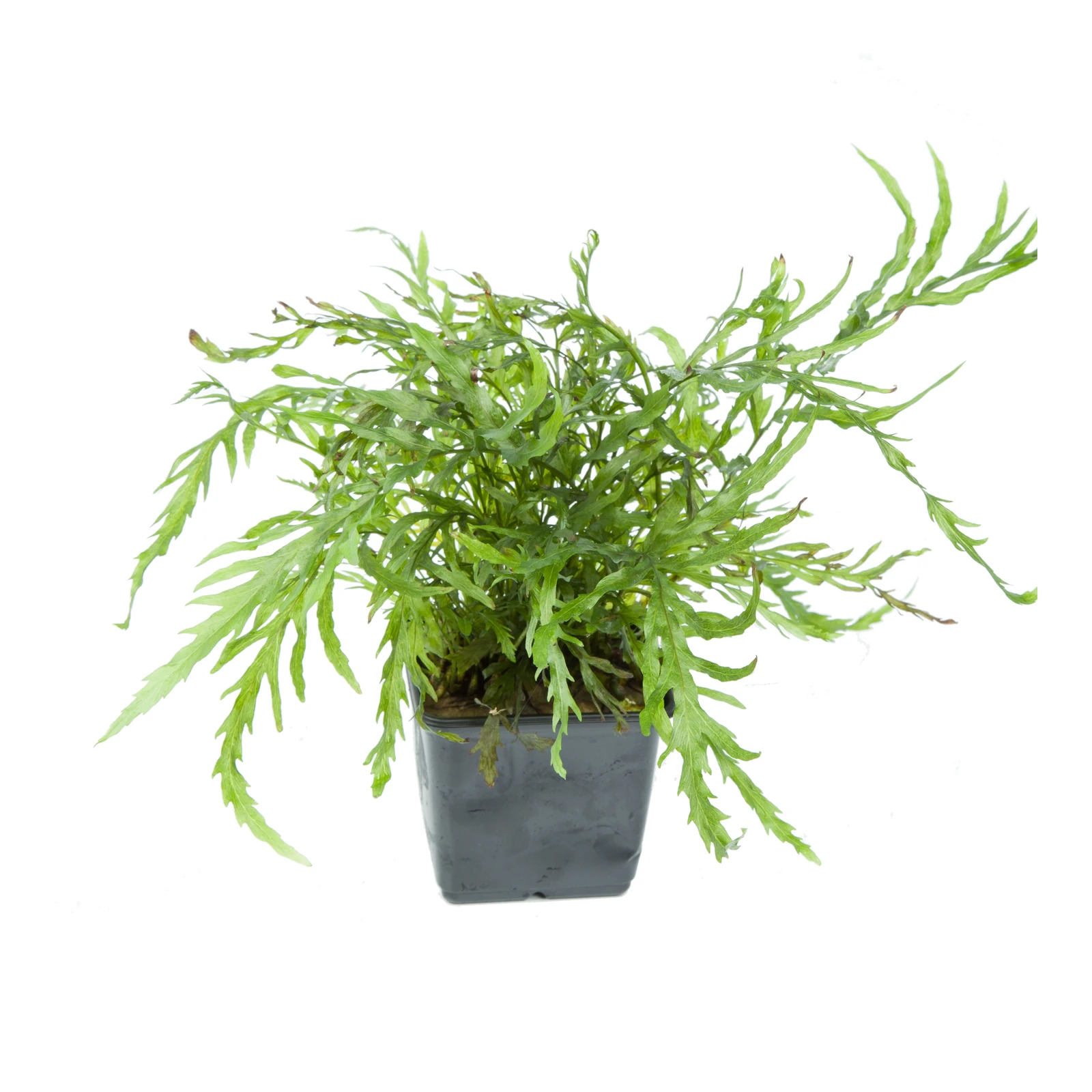 Bolbitis heudelotii - XL-kruka från Tropica