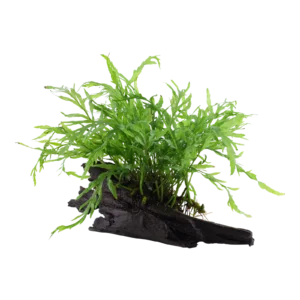 Bolbitis heudelotii - på rot från Tropica
