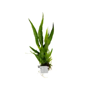 Microsorum pteropus - clip, 5-pack från Tropica