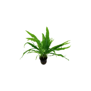 Microsorum pteropus - kruka, 5-pack från Tropica