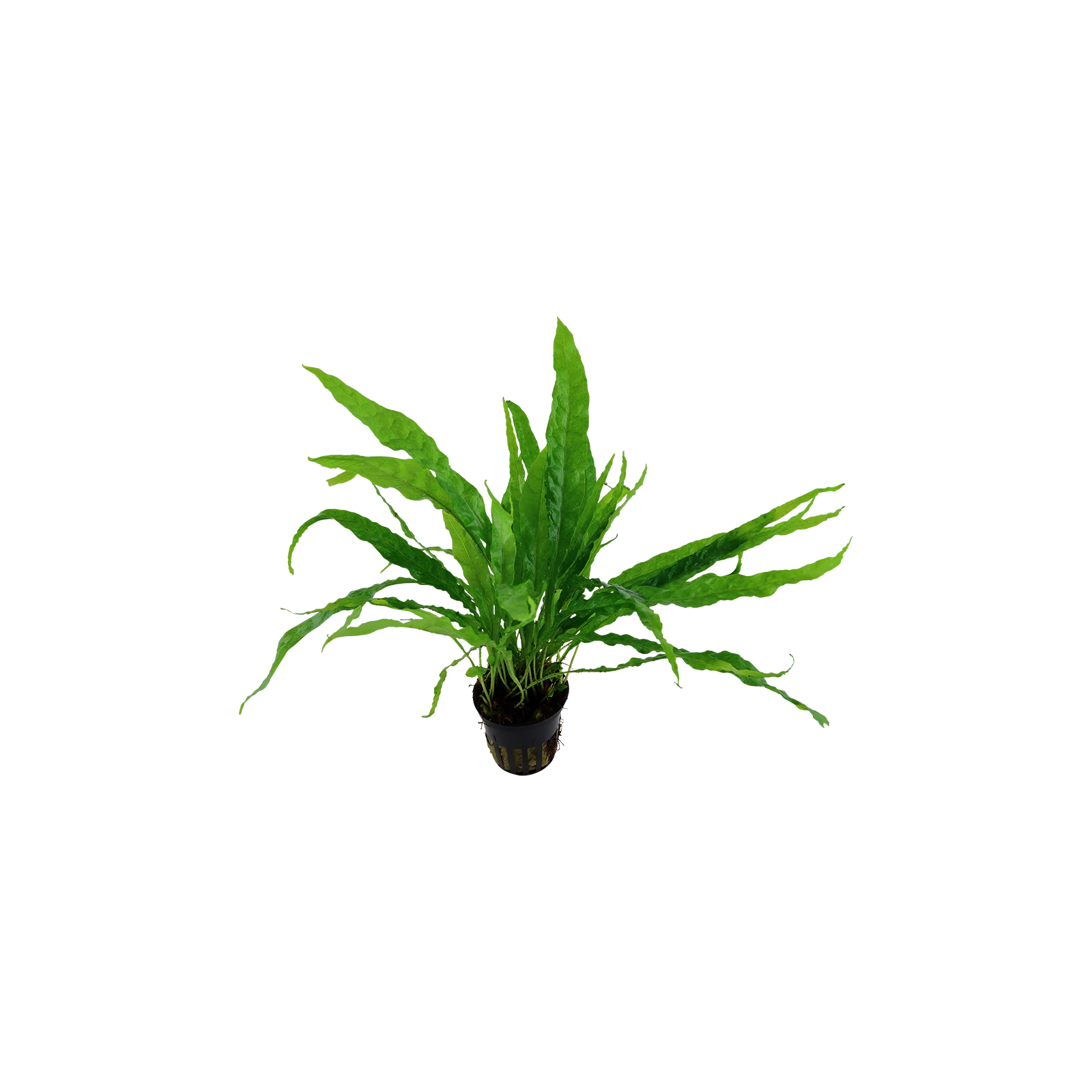 Microsorum pteropus - kruka, 5-pack från Tropica