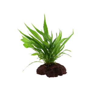 Microsorum pteropus - på sten från Tropica