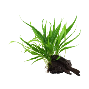 Microsorum pteropus - på rot från Tropica