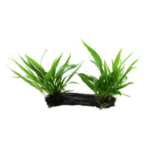 Microsorum pteropus - på XL-rot från Tropica
