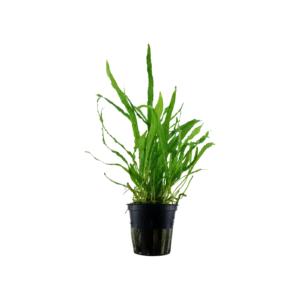 Microsorum pteropus 'Narrow' - kruka, 5-pack från Tropica