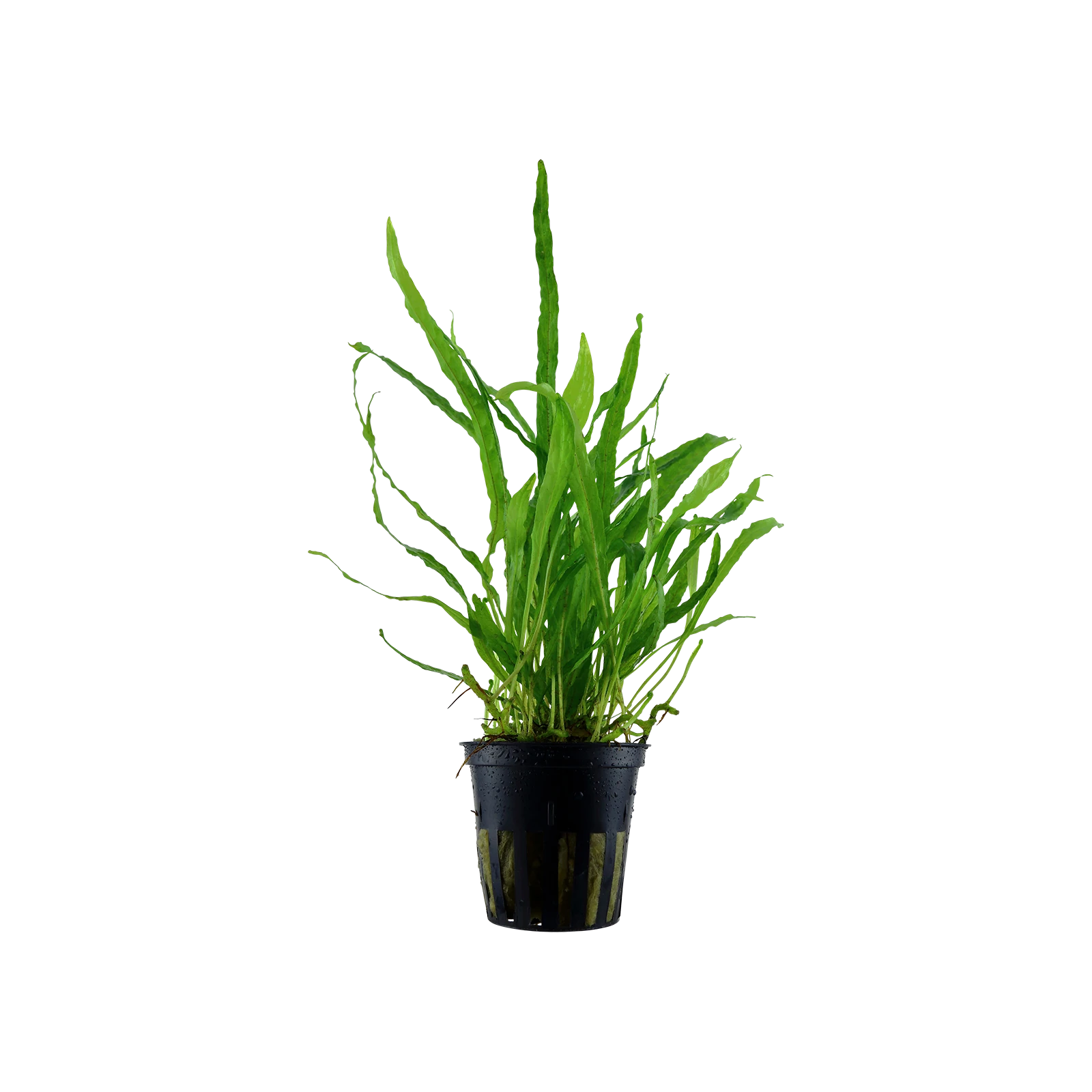 Microsorum pteropus 'Narrow' - kruka, 5-pack från Tropica