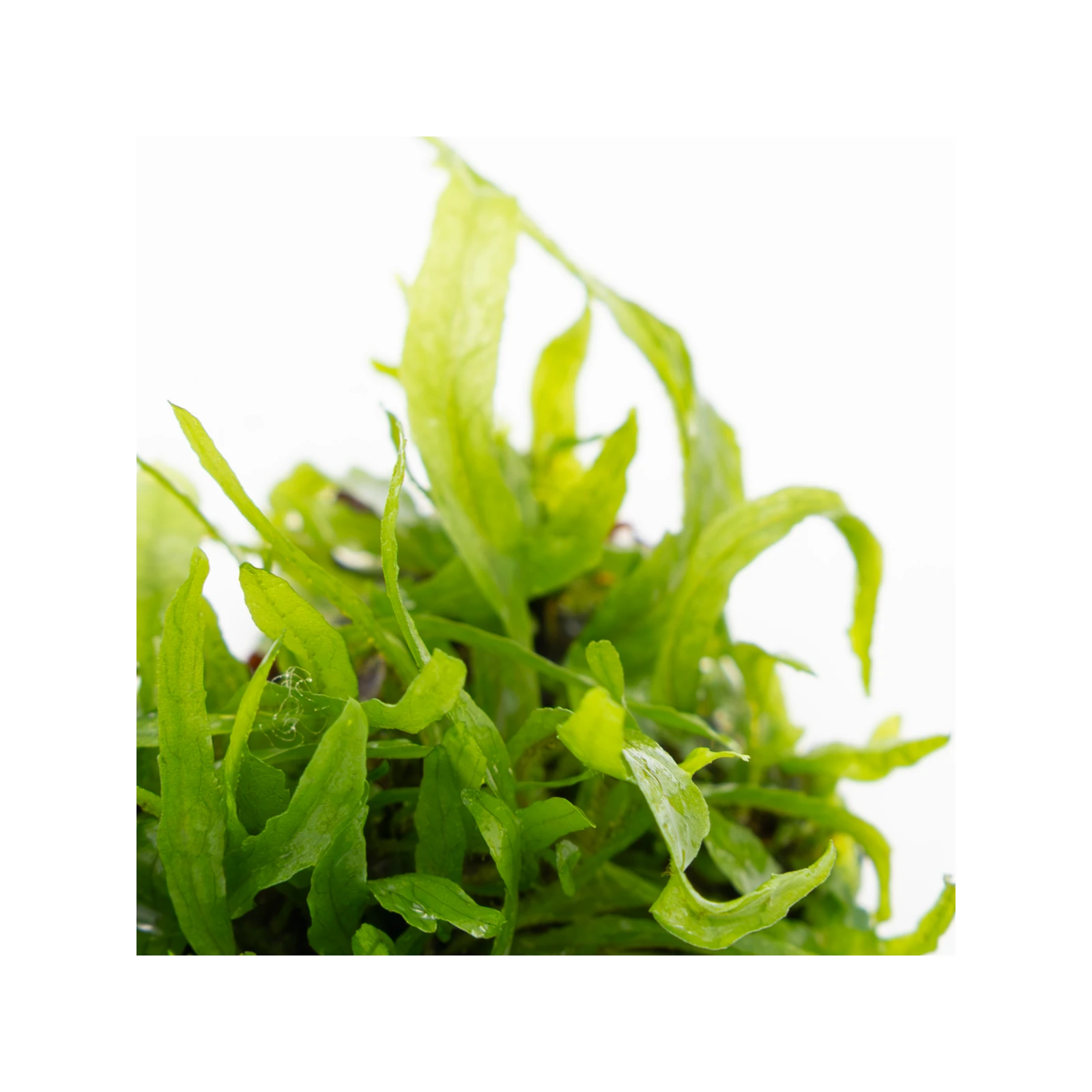 Microsorum pteropus 'Narrow' - 1-2-Grow!, 3-pack från Tropica