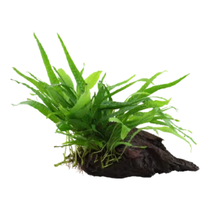 Microsorum pteropus 'Narrow' - på rot från Tropica