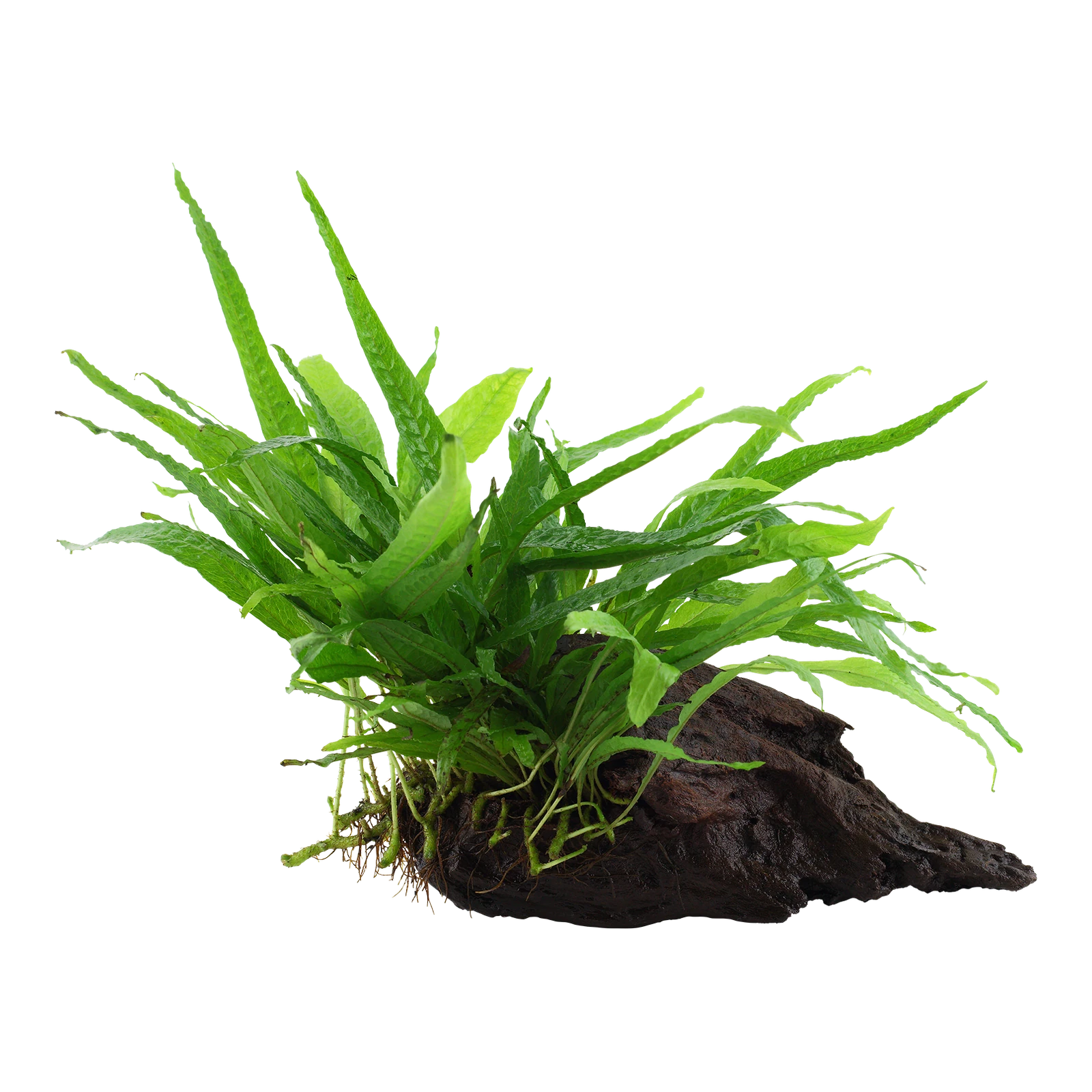 Microsorum pteropus 'Narrow' - på rot från Tropica