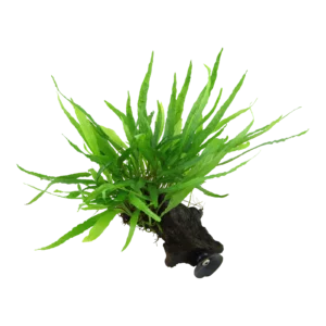 Microsorum pteropus 'Narrow' - på rot med sugkopp från Tropica