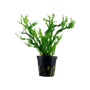 Microsorum pteropus 'Windeløv' - kruka, 5-pack från Tropica