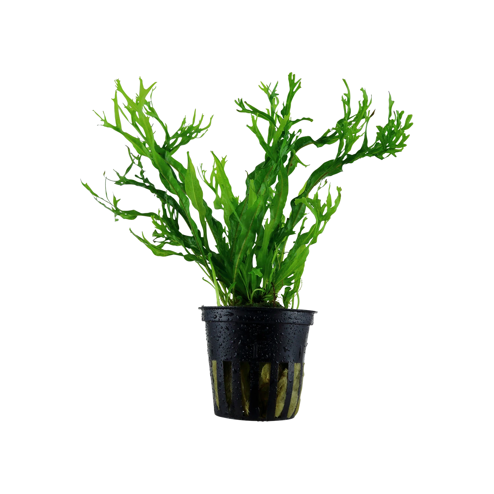 Microsorum pteropus 'Windeløv' - kruka, 5-pack från Tropica