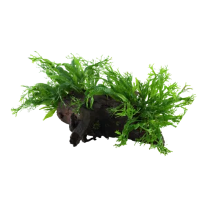 Microsorum pteropus 'Windeløv' - på XL-rot från Tropica