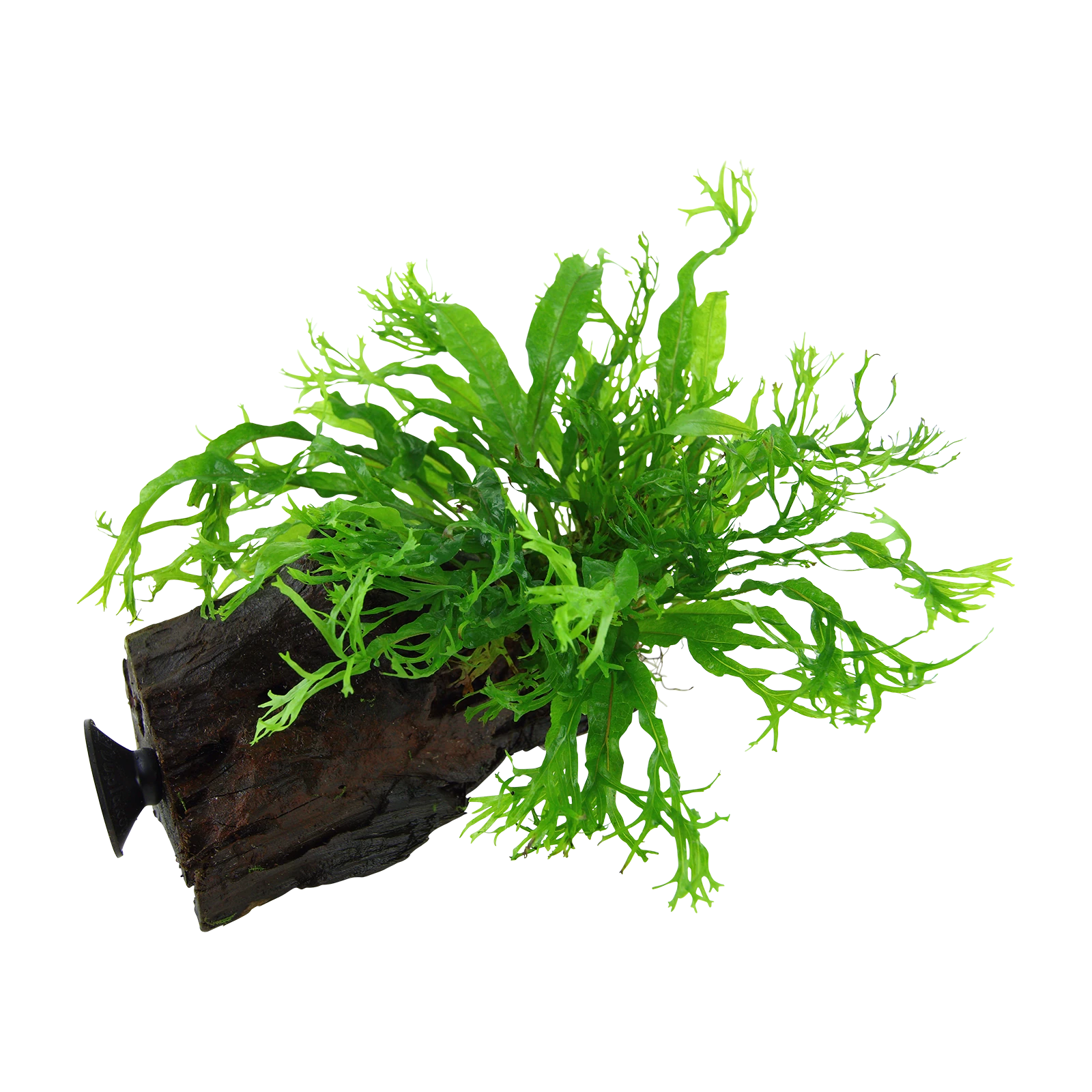 Microsorum pteropus 'Windeløv' - på rot med sugkopp från Tropica
