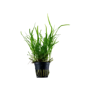 Microsorum pteropus 'Trident' - kruka, 5-pack från Tropica