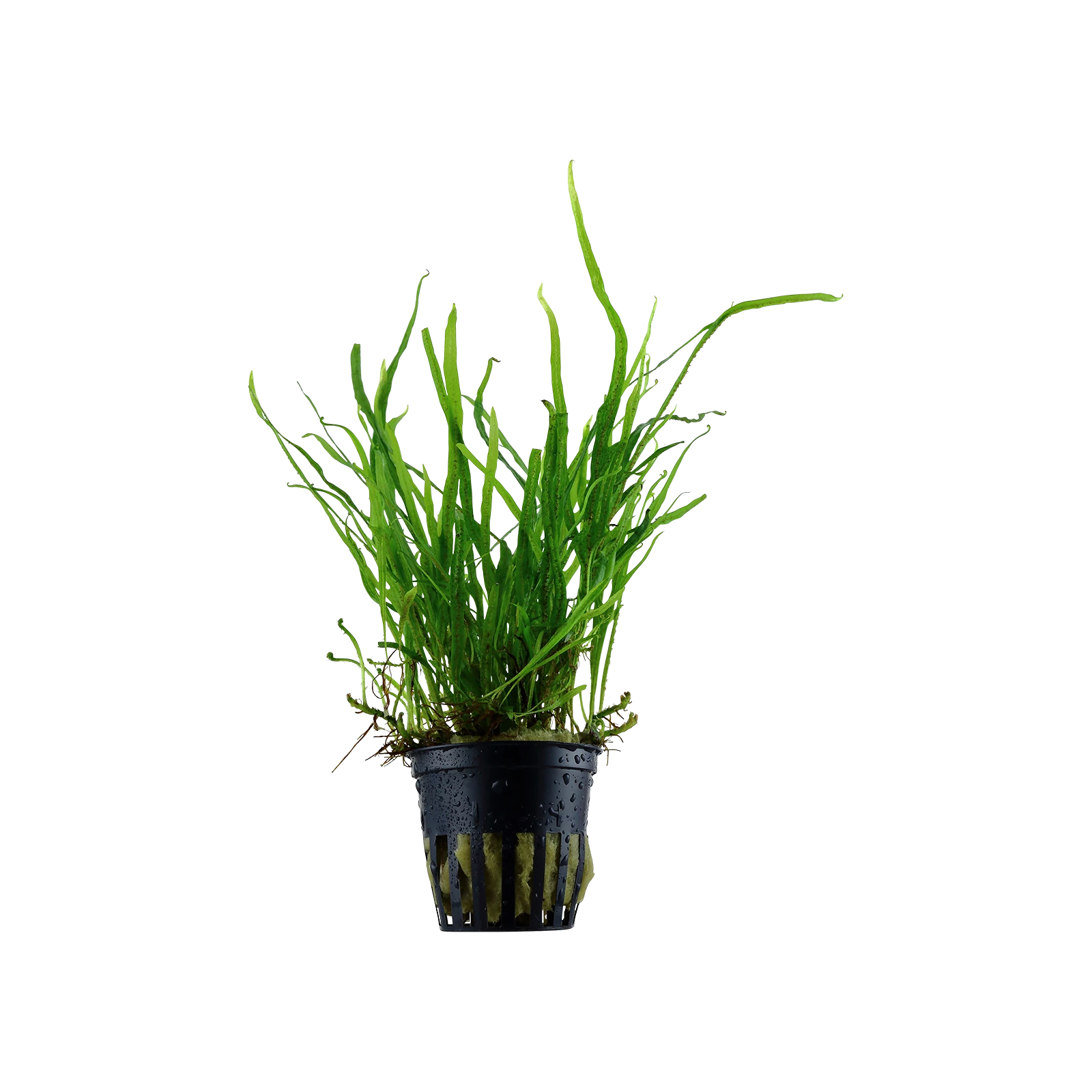 Microsorum pteropus 'Trident' - kruka, 5-pack från Tropica