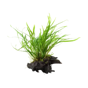 Microsorum pteropus 'Trident' - på rot från Tropica
