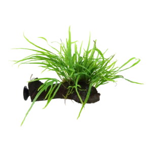 Microsorum pteropus 'Trident' - på rot med sugkopp från Tropica