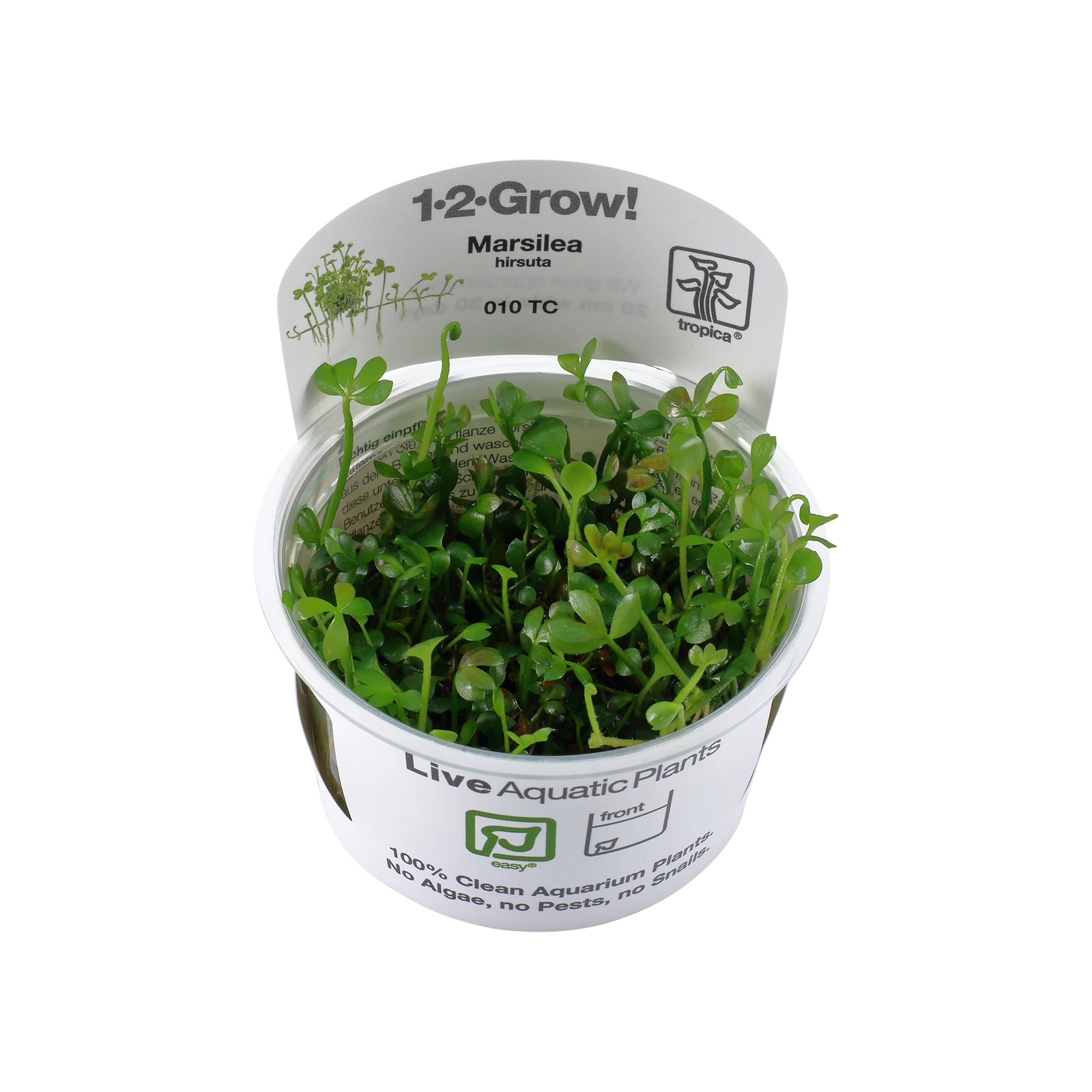 Marsilea hirsuta - 1-2-Grow!, 3-pack från Tropica