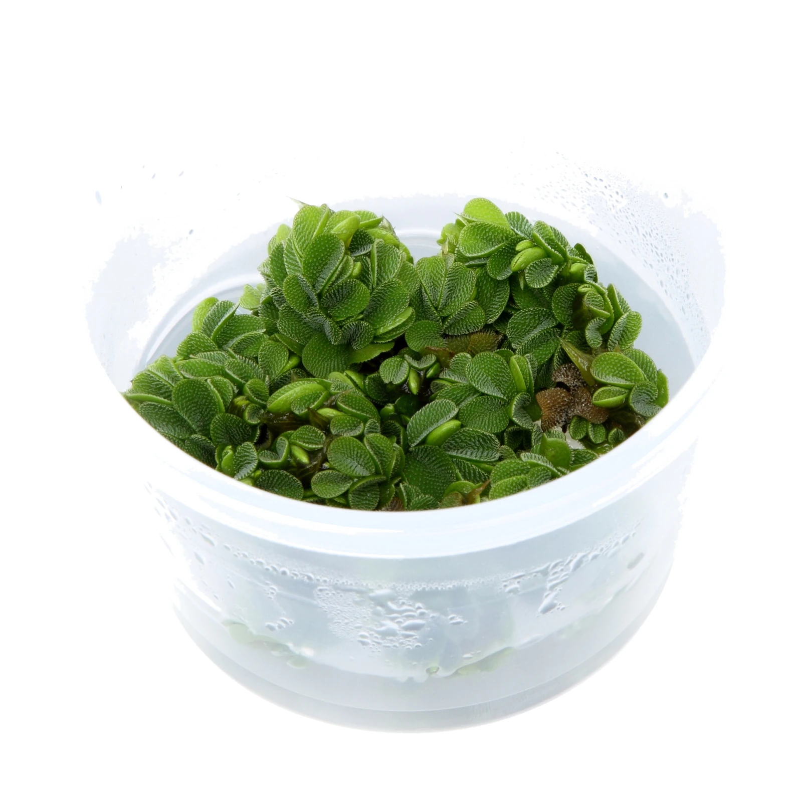 Salvinia minima - 1-2-Grow!, 3-pack från Tropica