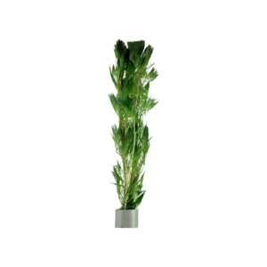 Cabomba aquatica - bunt, 5-pack från Tropica