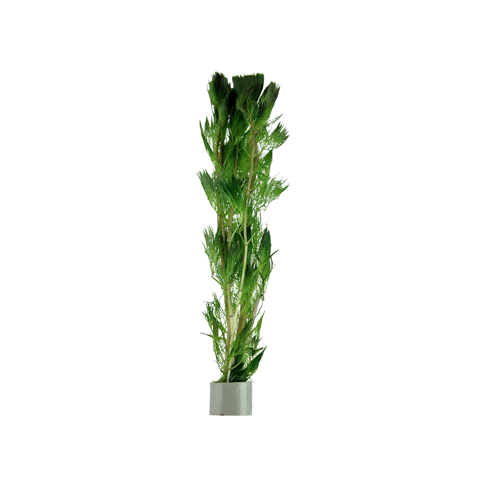 Cabomba aquatica - bunt, 5-pack från Tropica