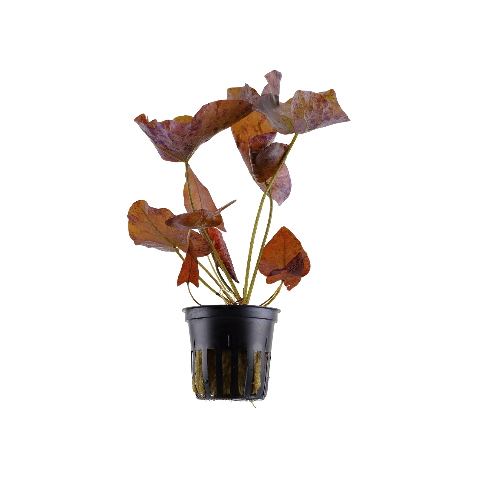 Nymphaea lotus - kruka från Tropica