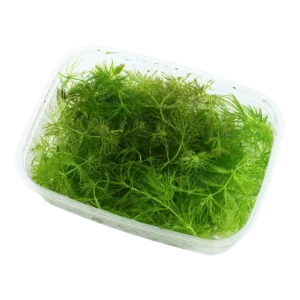 Ceratophyllum demersum - portion från Tropica