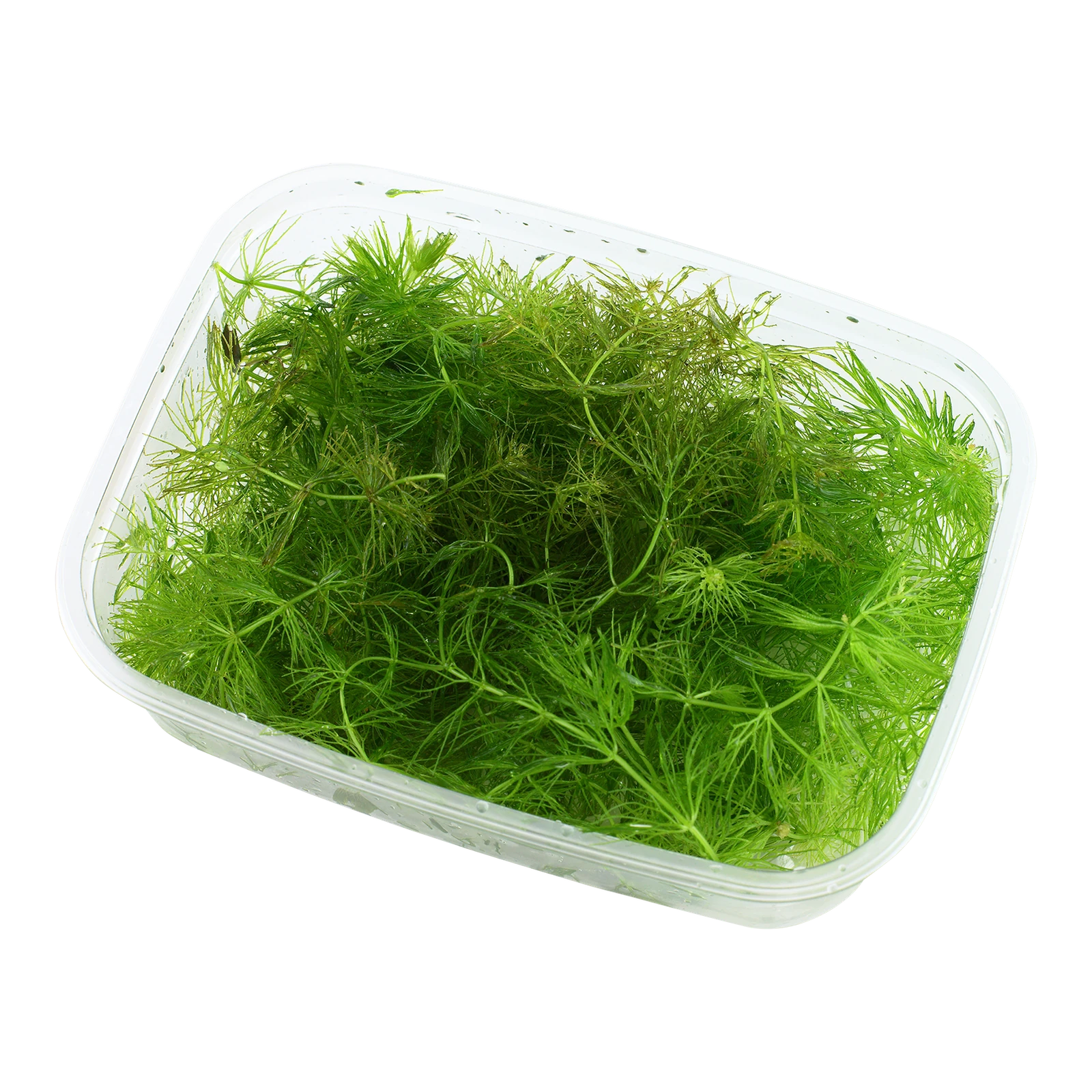 Ceratophyllum demersum - portion från Tropica