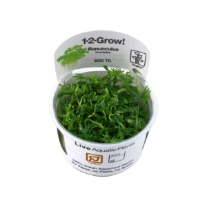 Ranunculus inundatus - 1-2-Grow!, 3-pack från Tropica