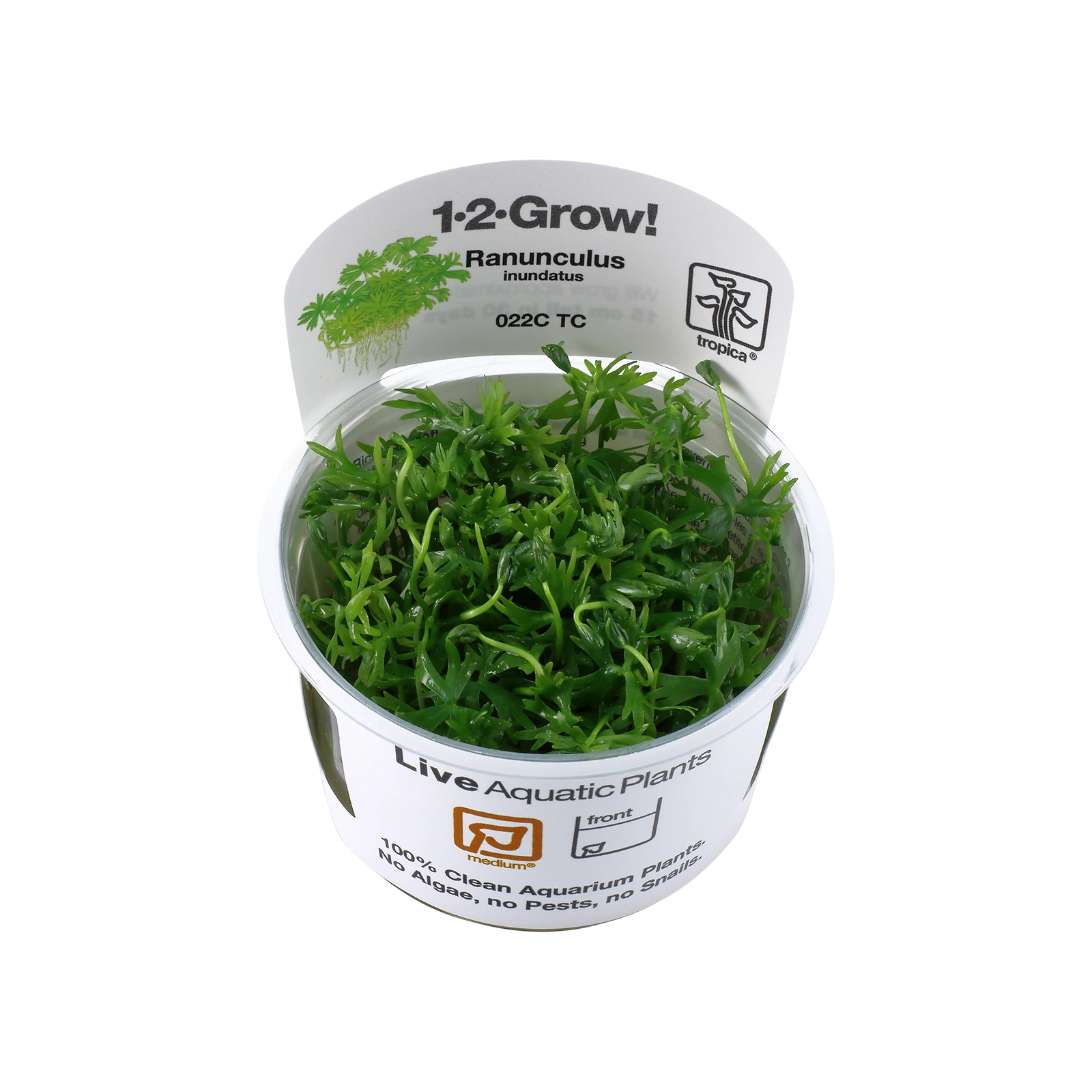 Ranunculus inundatus - 1-2-Grow!, 3-pack från Tropica