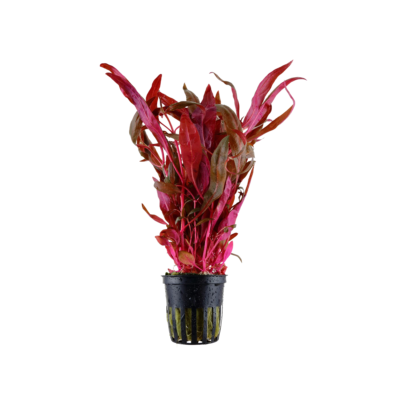 Alternanthera reineckii 'Pink' - kruka, 5-pack från Tropica