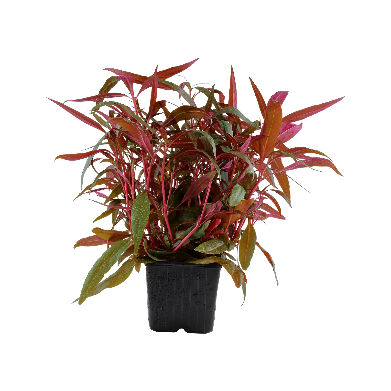 Alternanthera reineckii 'Pink' - XL-kruka från Tropica