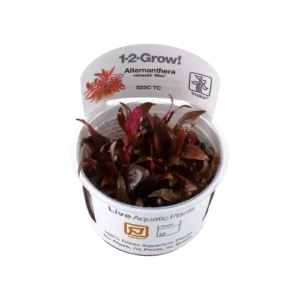 Alternanthera reineckii 'Mini' - 1-2-Grow!, 3-pack från Tropica