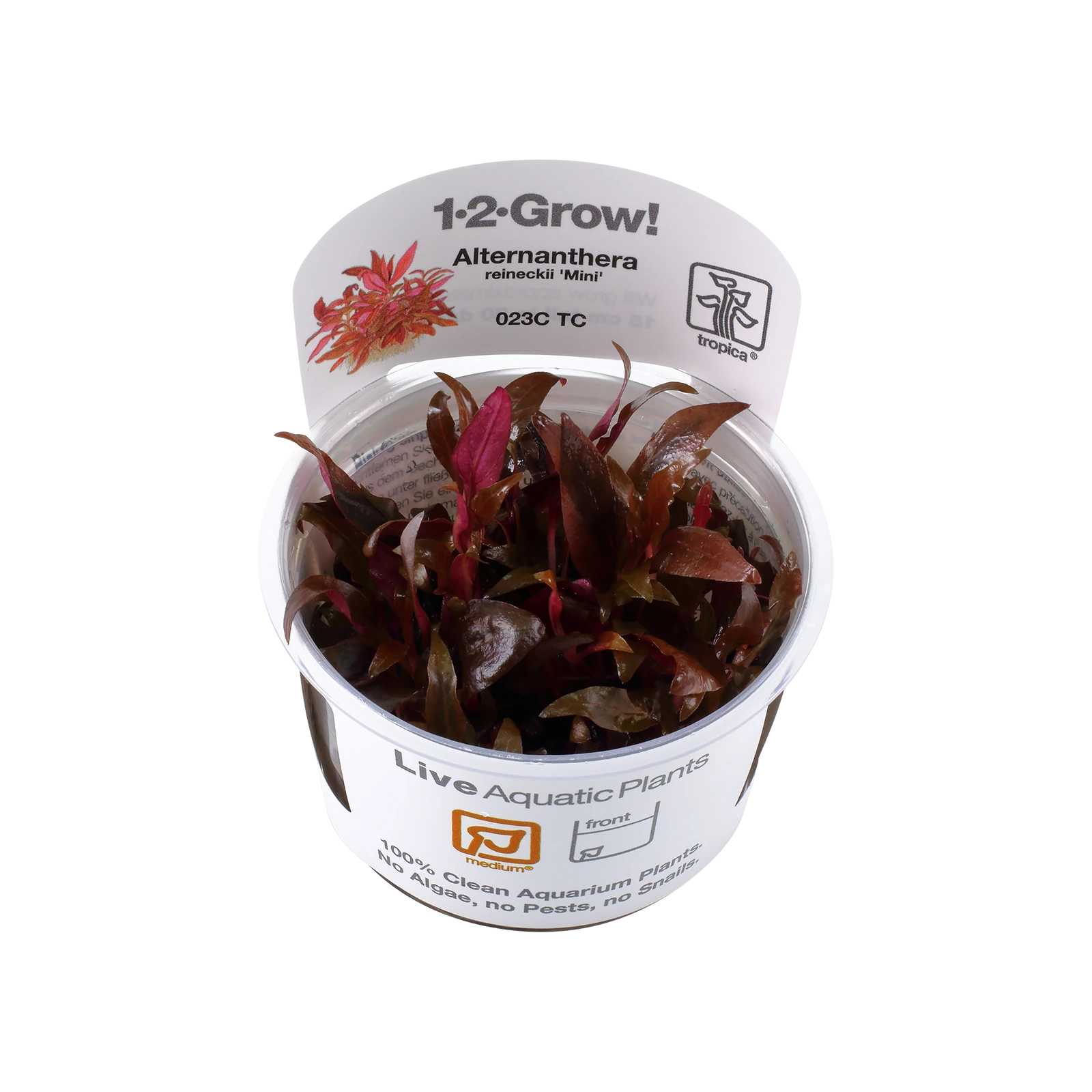 Alternanthera reineckii 'Mini' - 1-2-Grow!, 3-pack från Tropica