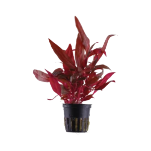 Alternanthera reineckii 'Rosanervig' - kruka, 5-pack från Tropica