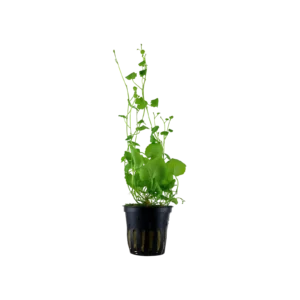 Cardamine lyrata - kruka, 5-pack från Tropica