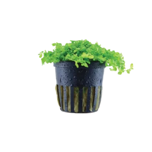 Micranthemum tweediei 'Monte Carlo' - kruka, 5-pack från Tropica