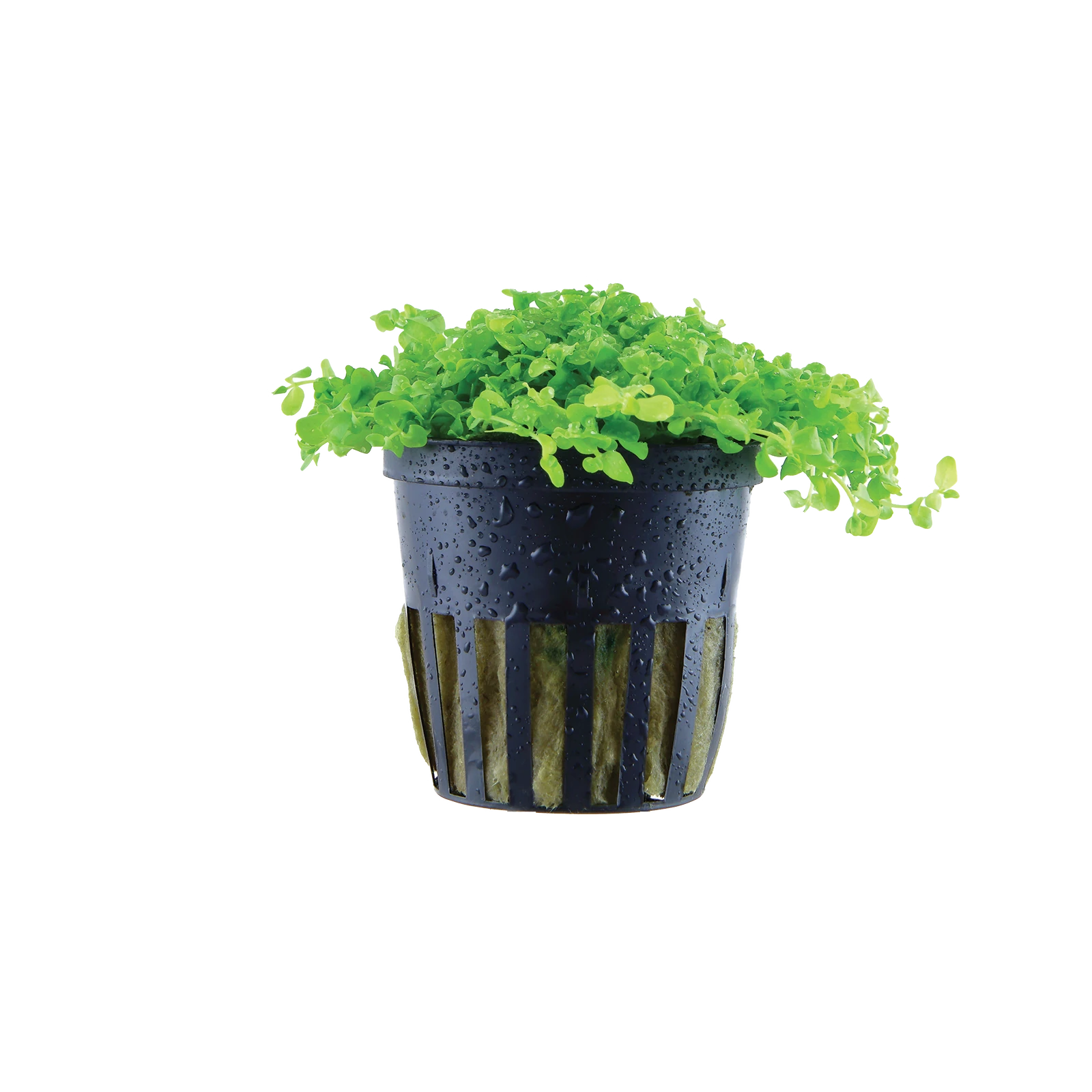 Micranthemum tweediei 'Monte Carlo' - kruka, 5-pack från Tropica