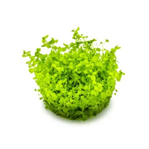 Micranthemum tweediei 'Monte Carlo' - 1-2-Grow!, 3-pack från Tropica