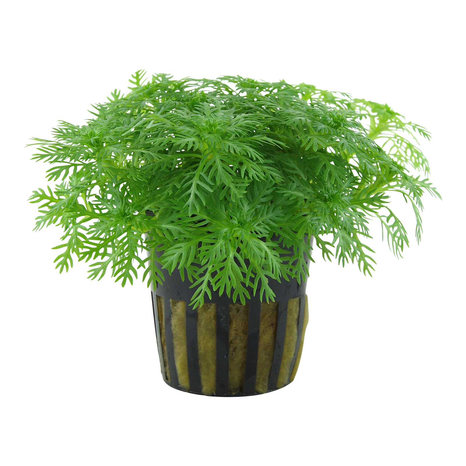 Hottonia palustris - kruka, 5-pack från Tropica